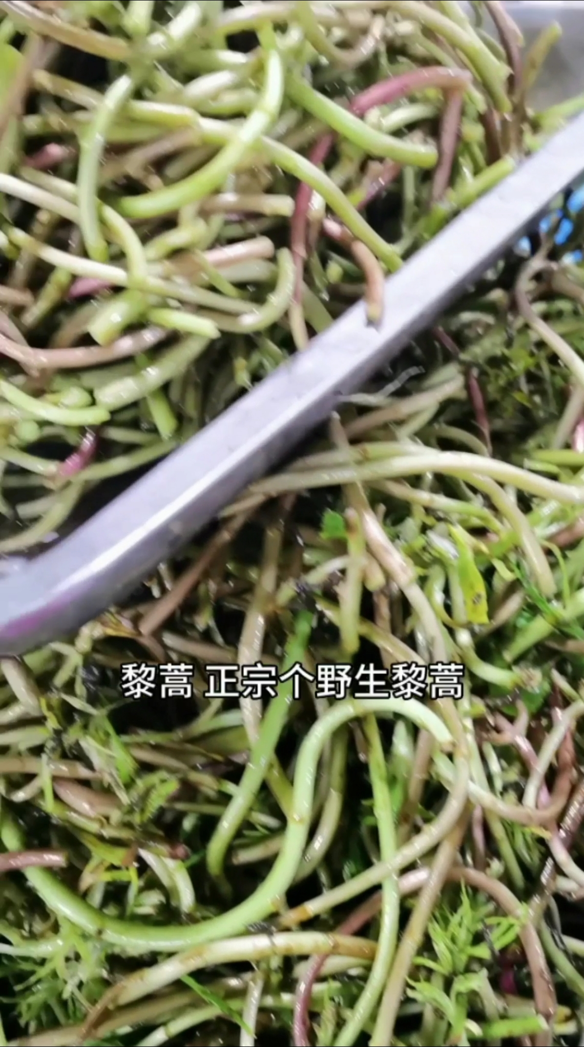 #秀出你的拿手菜#餐桌上个宝就是这野草