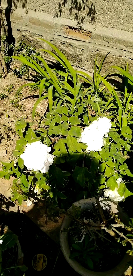 花园和菜园