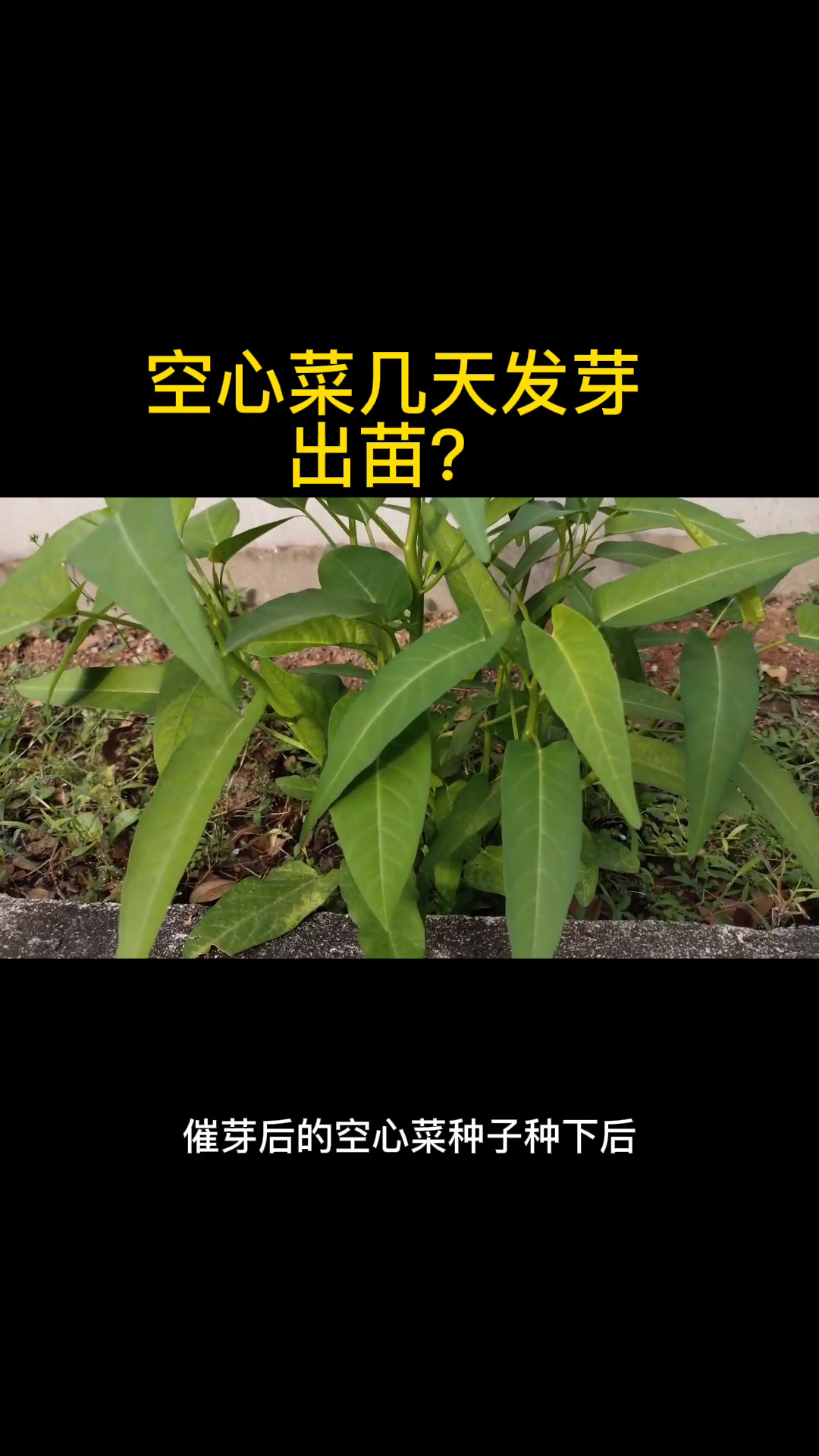 空心菜几天发芽出苗?