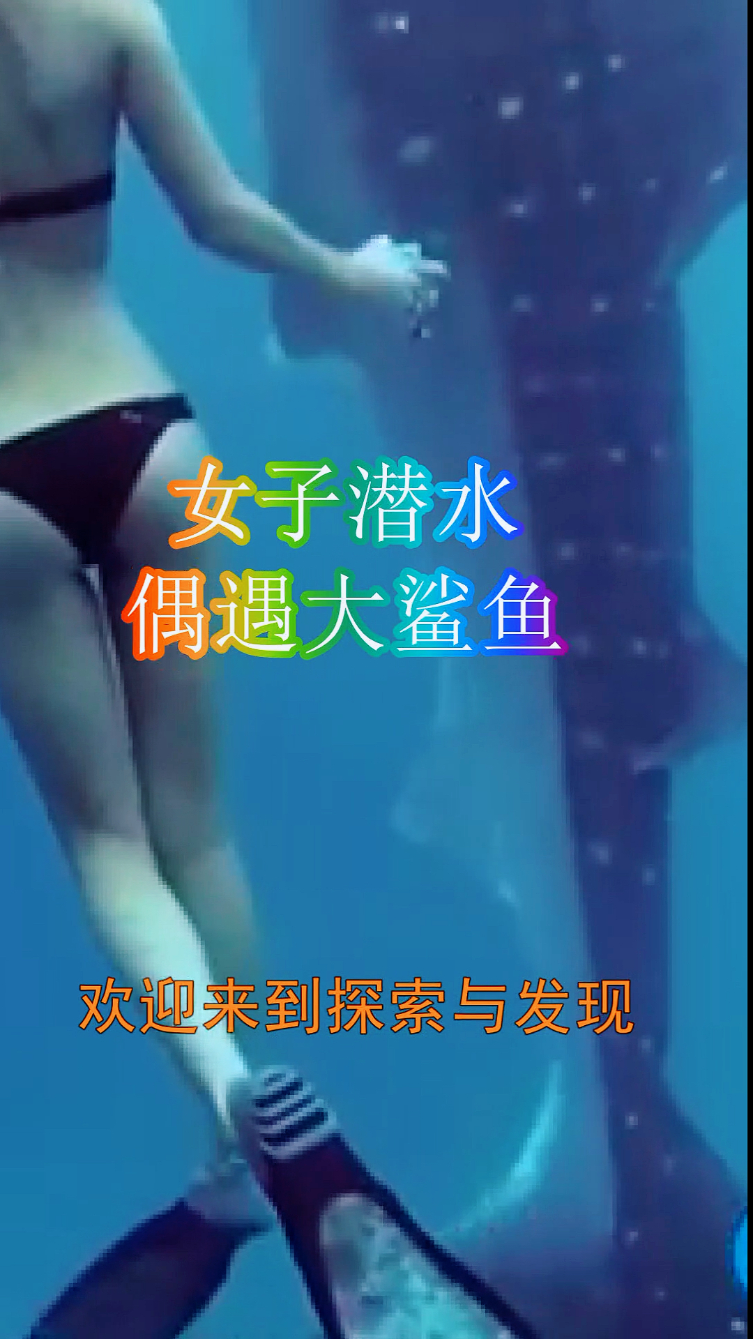 女子潜水偶遇大鲨鱼,体长达20米