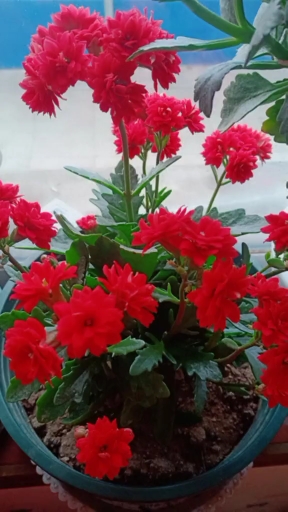 这个季节扦插长寿花最好