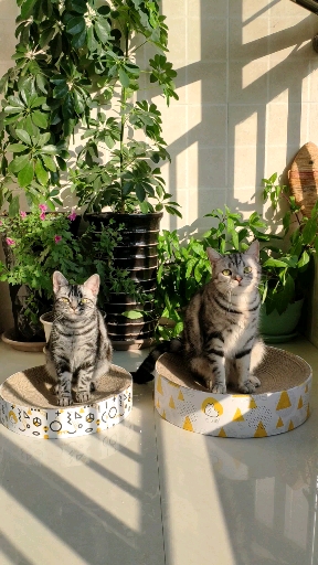 #可爱到爆了#小鱼干?午后的阳光才是猫咪想要的