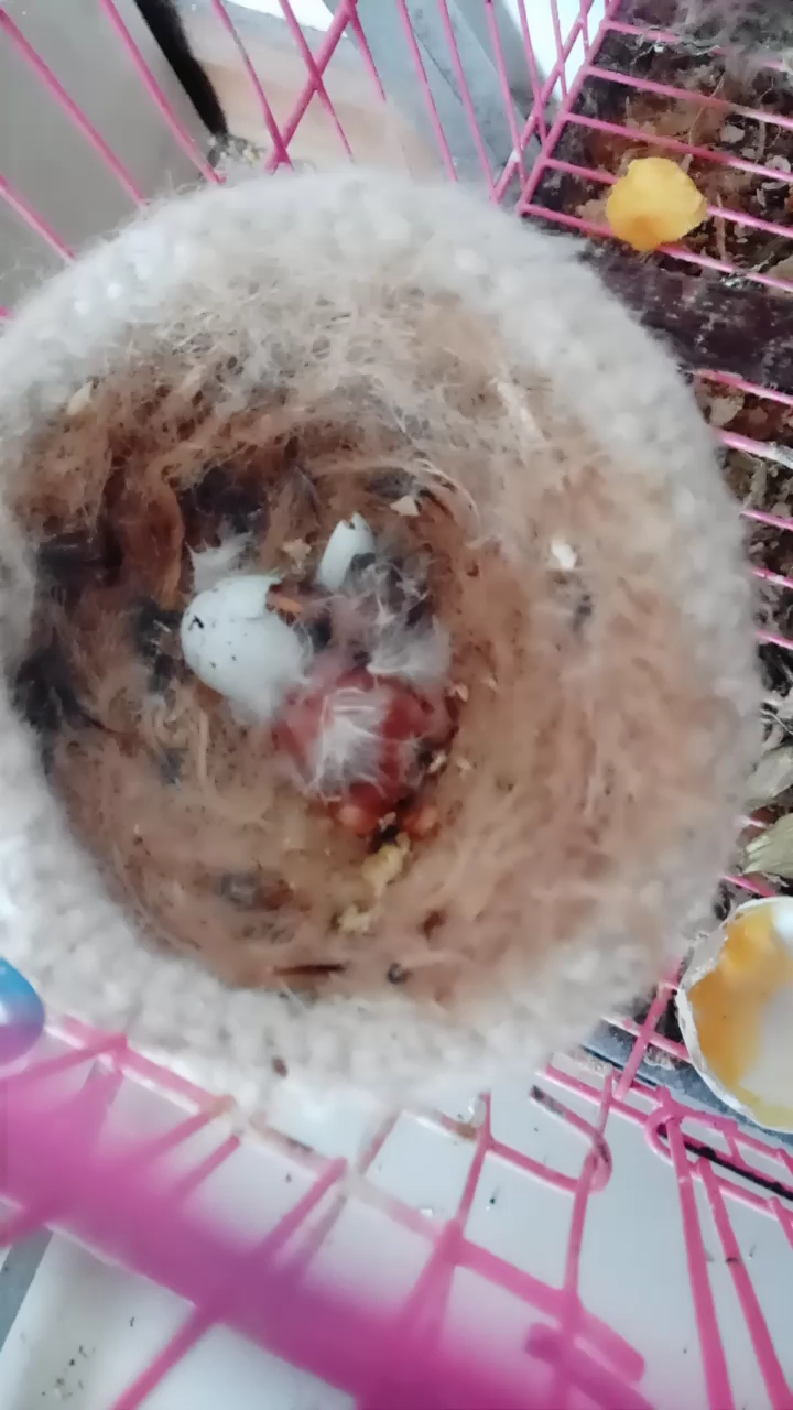 小鸟出壳