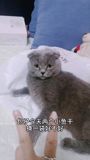 被骗一次之后,两个小鱼干换一袋都不上当了。