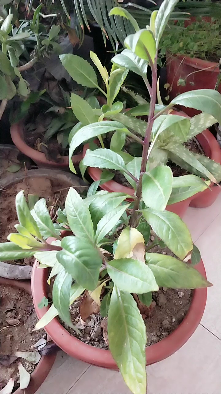 据说这东西能治高血压