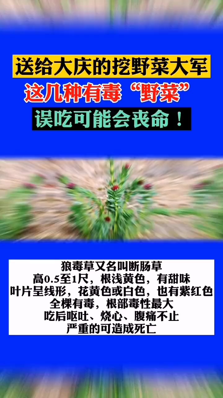 送给大庆的挖野菜大军!这几种有毒,误吃可能会丧命!