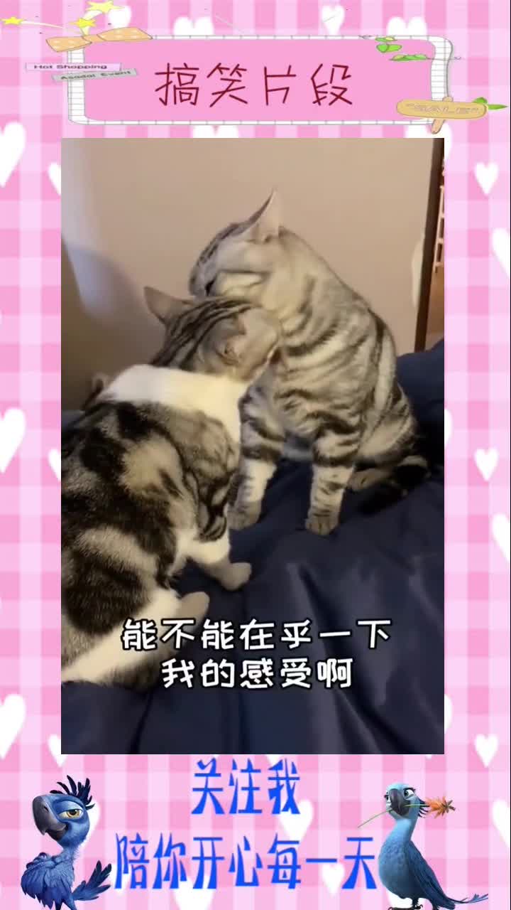 谢谢支持-小视频(3),搞笑视频