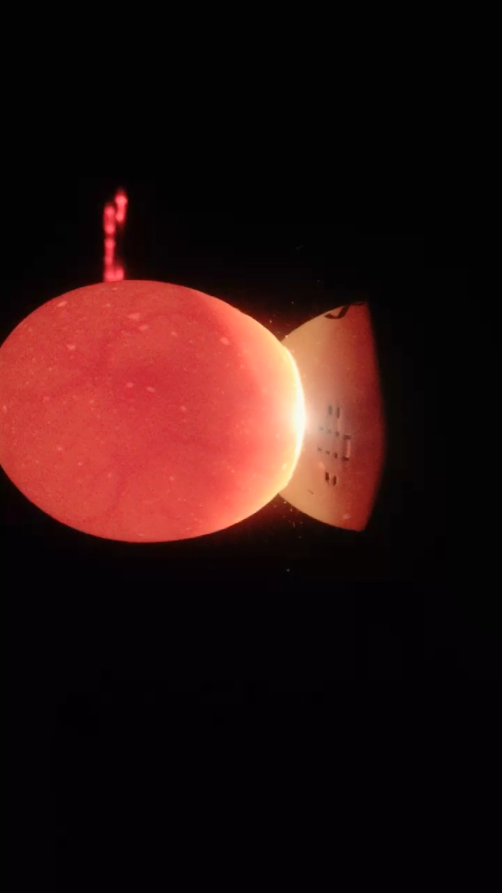 #咱家的丰收季#小鸡孵化第五天,血管呈网状分布。