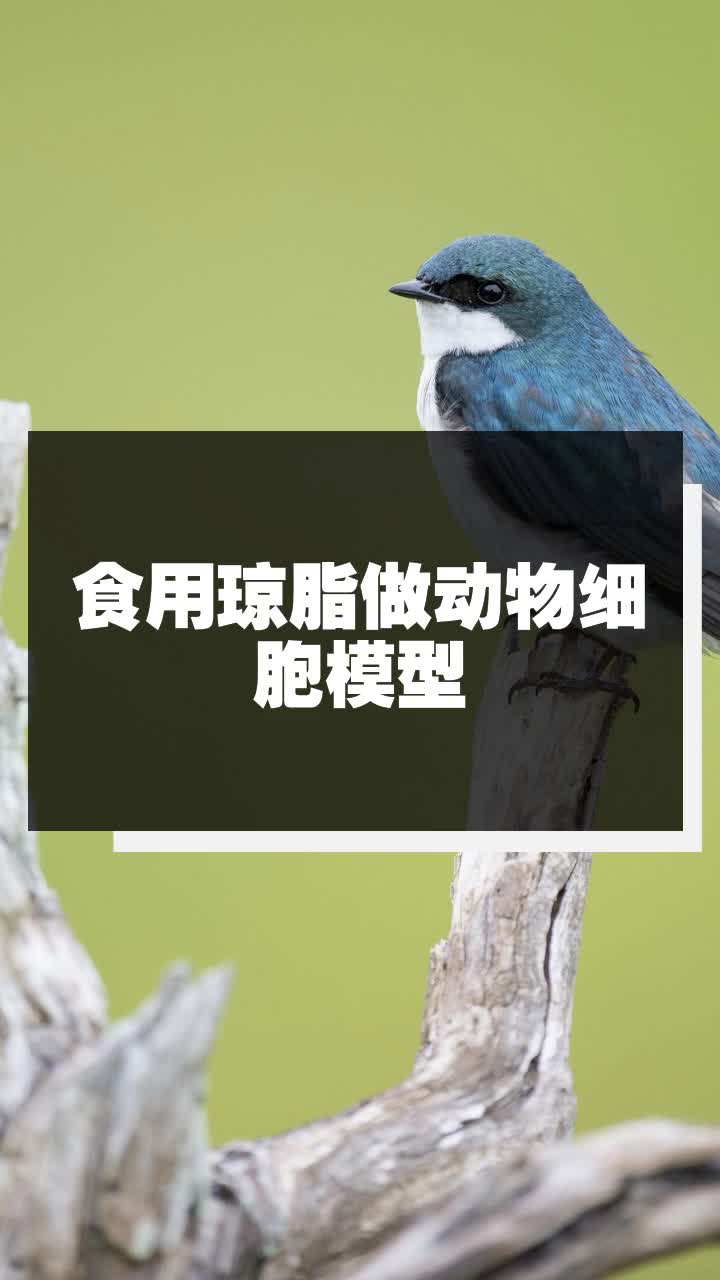食用琼脂做动物细胞模型