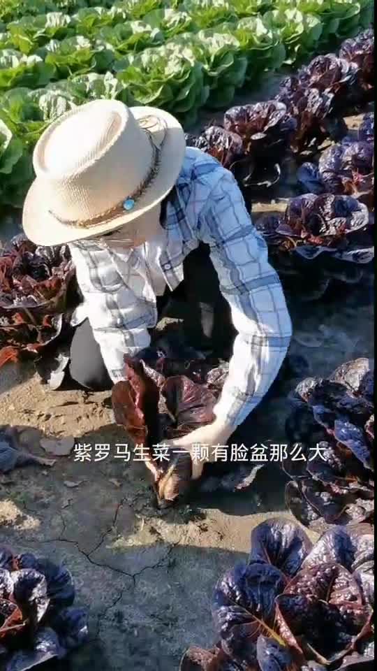 紫罗马生菜脆嫩清香,一个就有脸盆那么大,够吃好几顿,你也种一些吧