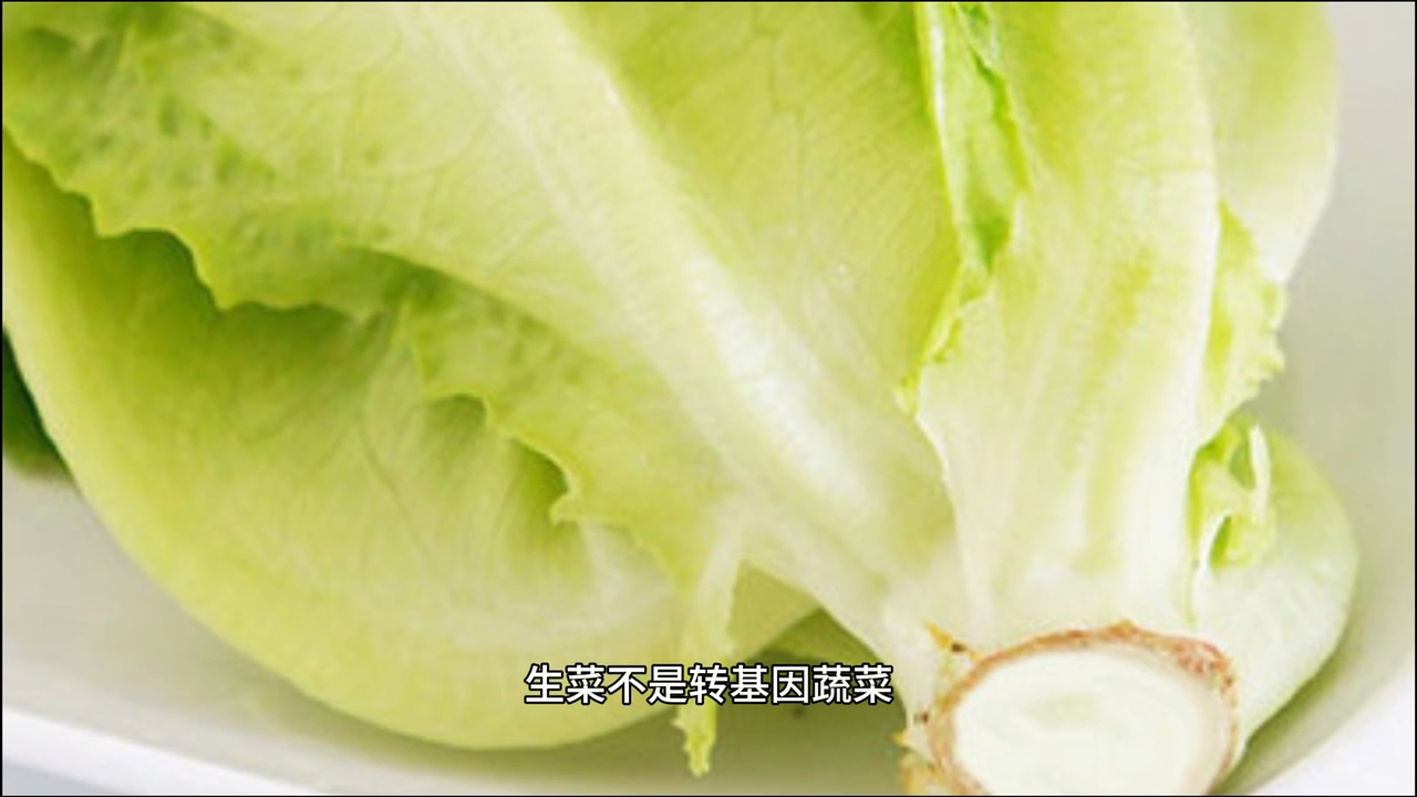 生菜是转基因蔬菜吗