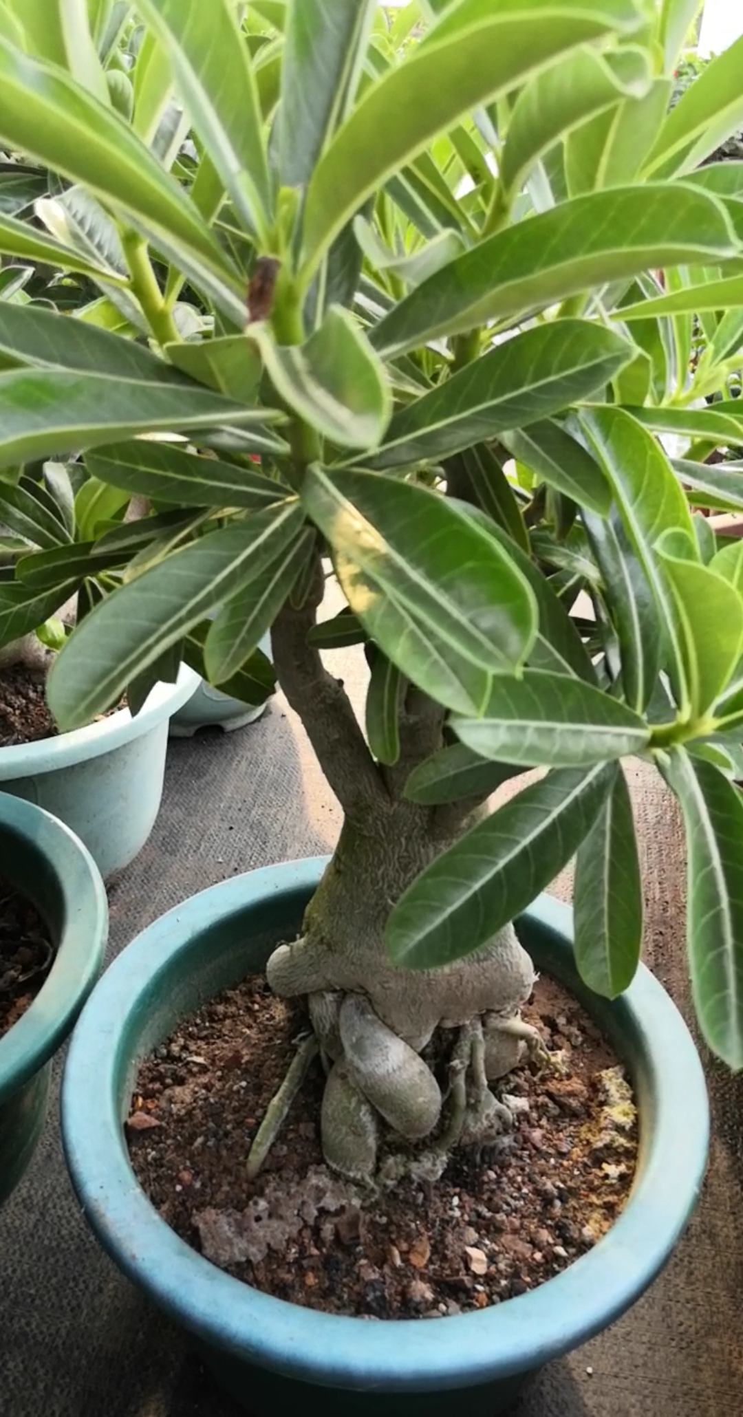 #多肉#沙漠玫瑰   卡通系列怪根#沙漠玫瑰#多肉#绿植