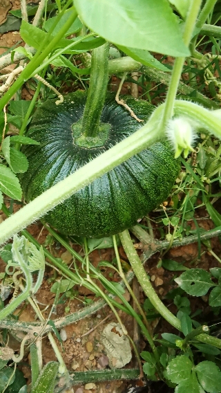 绿色疏菜
