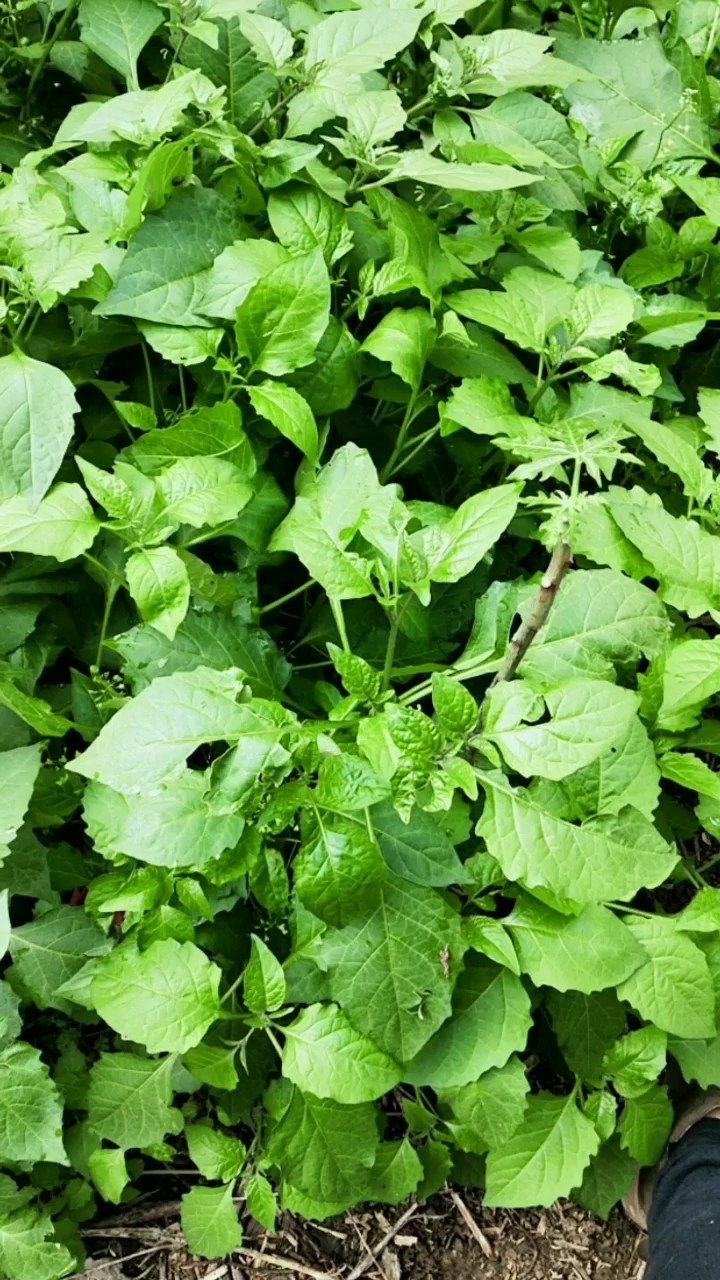 白花菜,满地都是