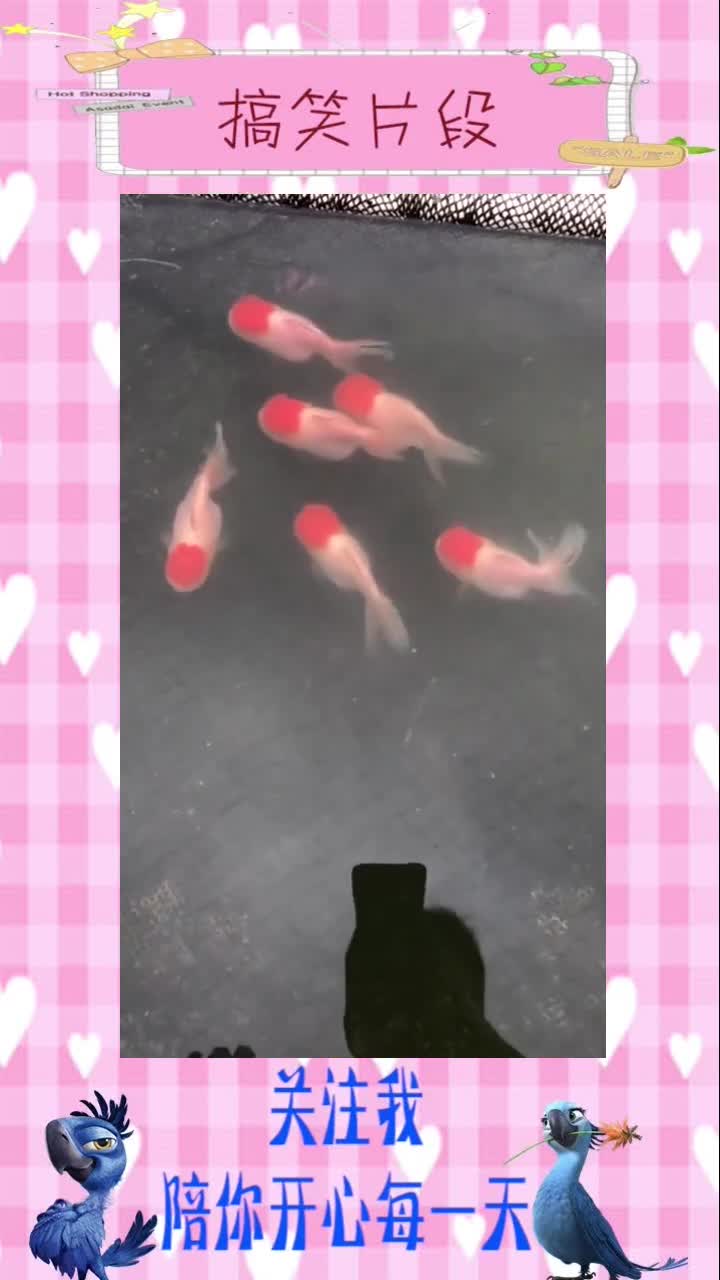 我们是一群可爱的小金鱼,这是红顶系列中群养最漂亮的组合!,搞笑视频