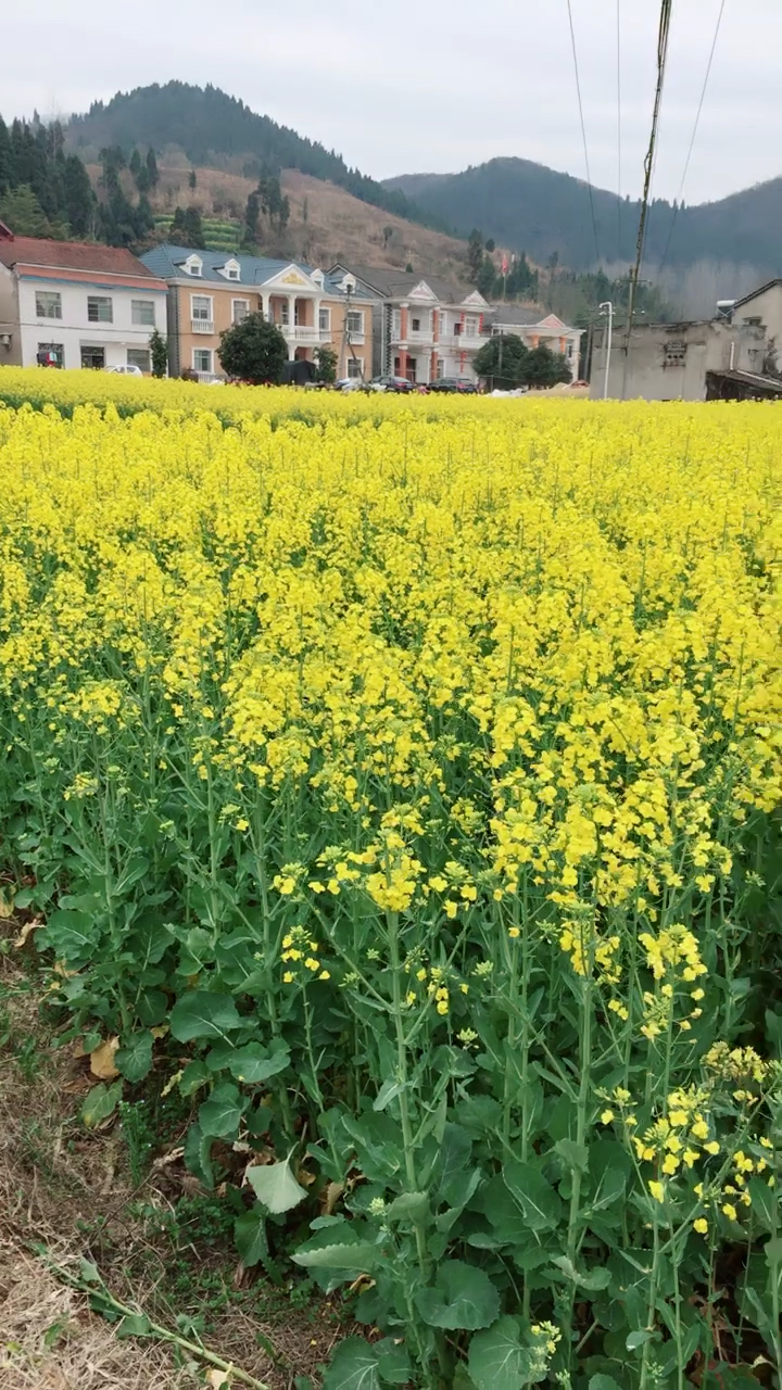 油菜花开