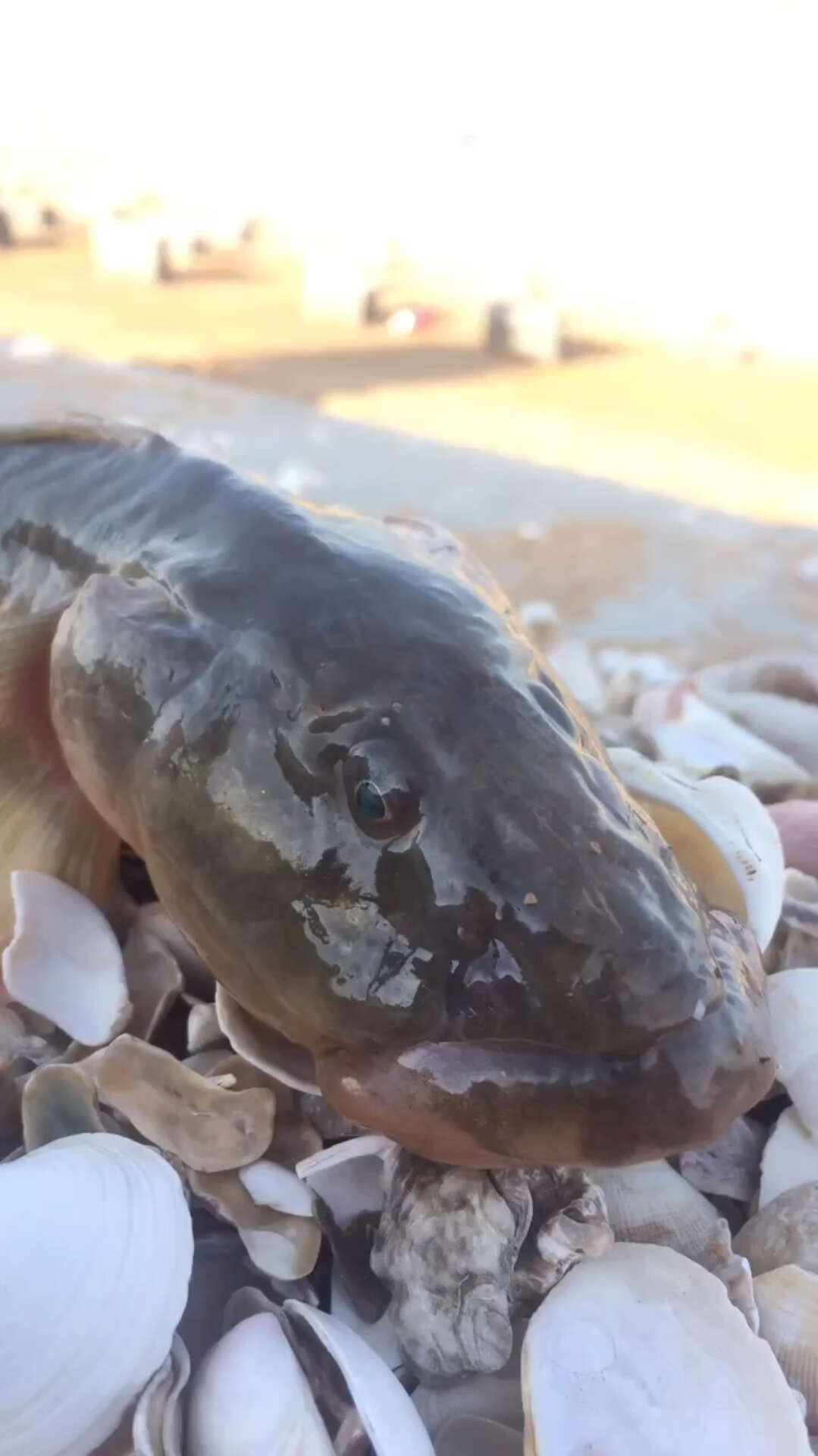 大海里的生物无奇不有,这样的小龙鱼你们见过没有?