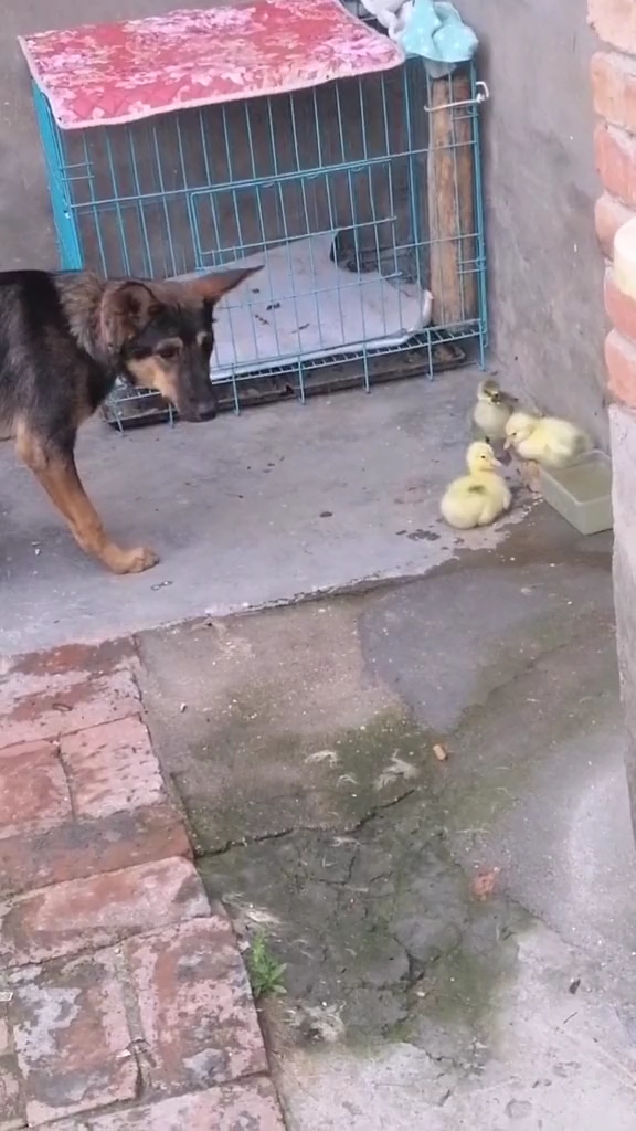 直觉告诉我它满脑子烧鹅～烤鹅～蜜汁鹅腿???(还好每天都栓着)