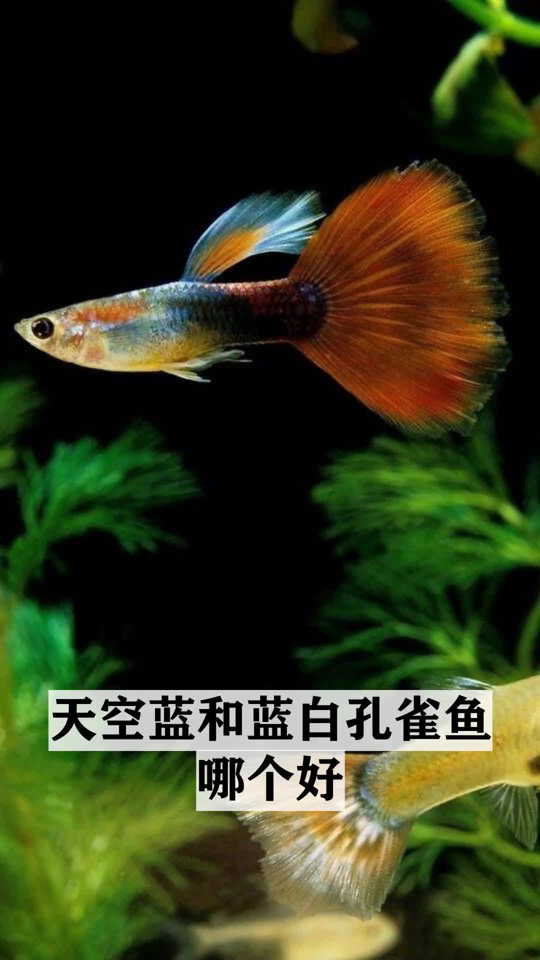 前往未知的动物世界,天空蓝和蓝白孔雀鱼哪个好