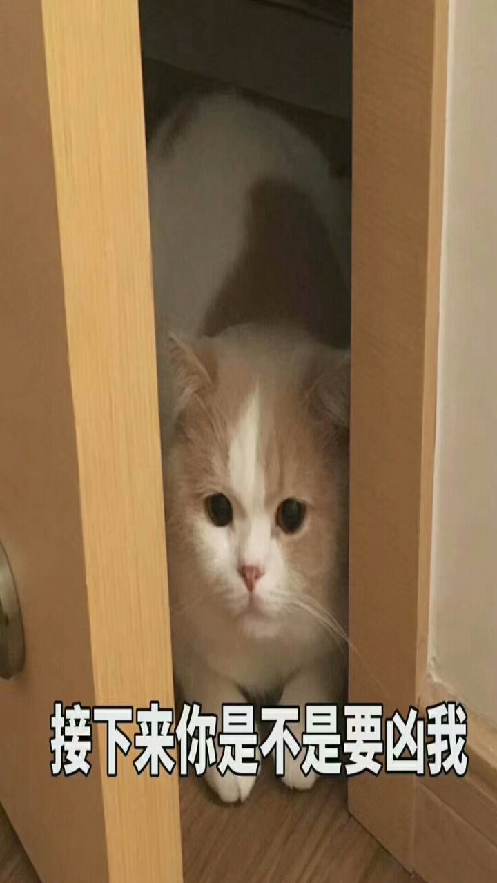 猫咪  表情包 萌猫表情  斗图神器