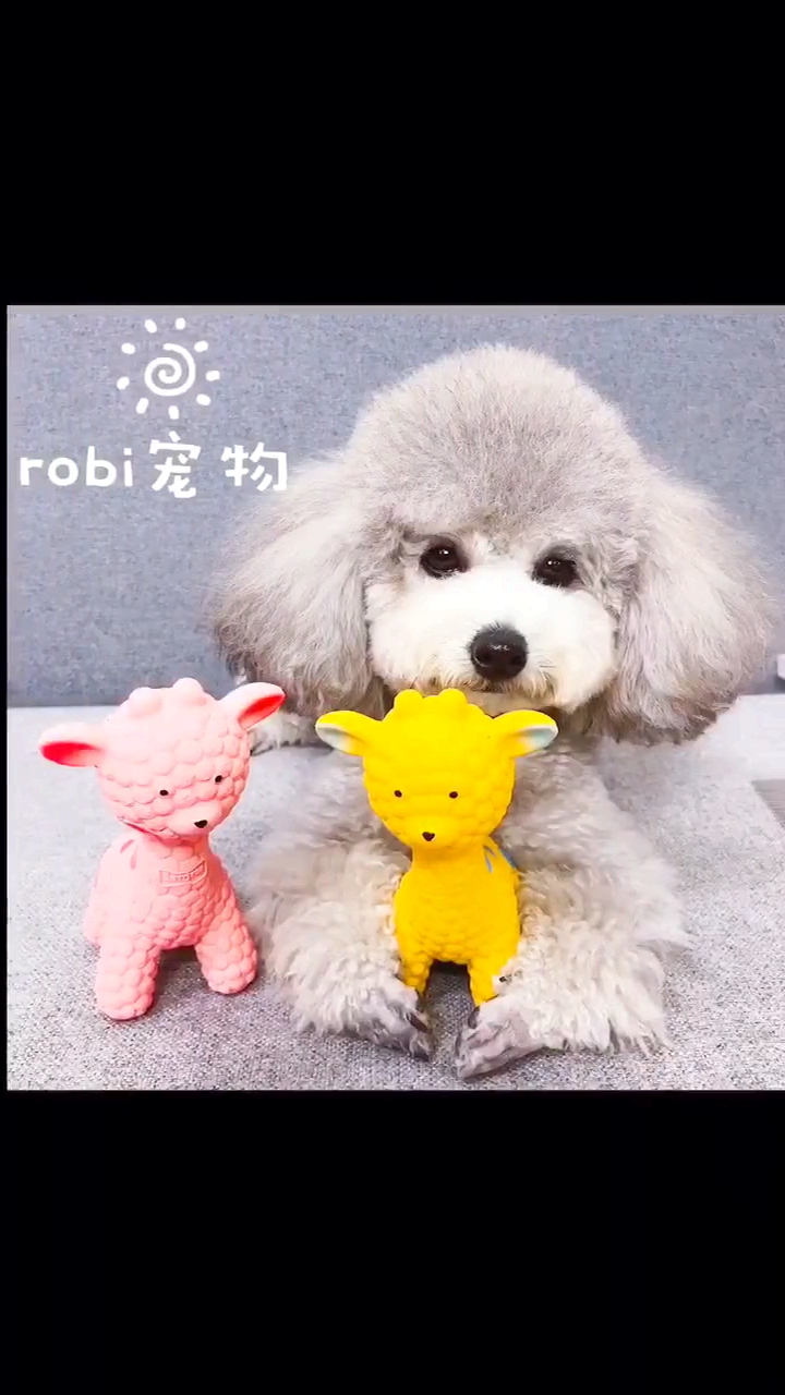 #萌宠成长记#丑小鸭变白天鹅～小时候真的好丑...