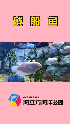 战船鱼为什么很少人养