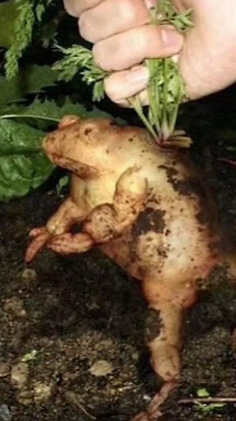 #搞笑段子剧#我发现了一大堆成精蔬菜！！