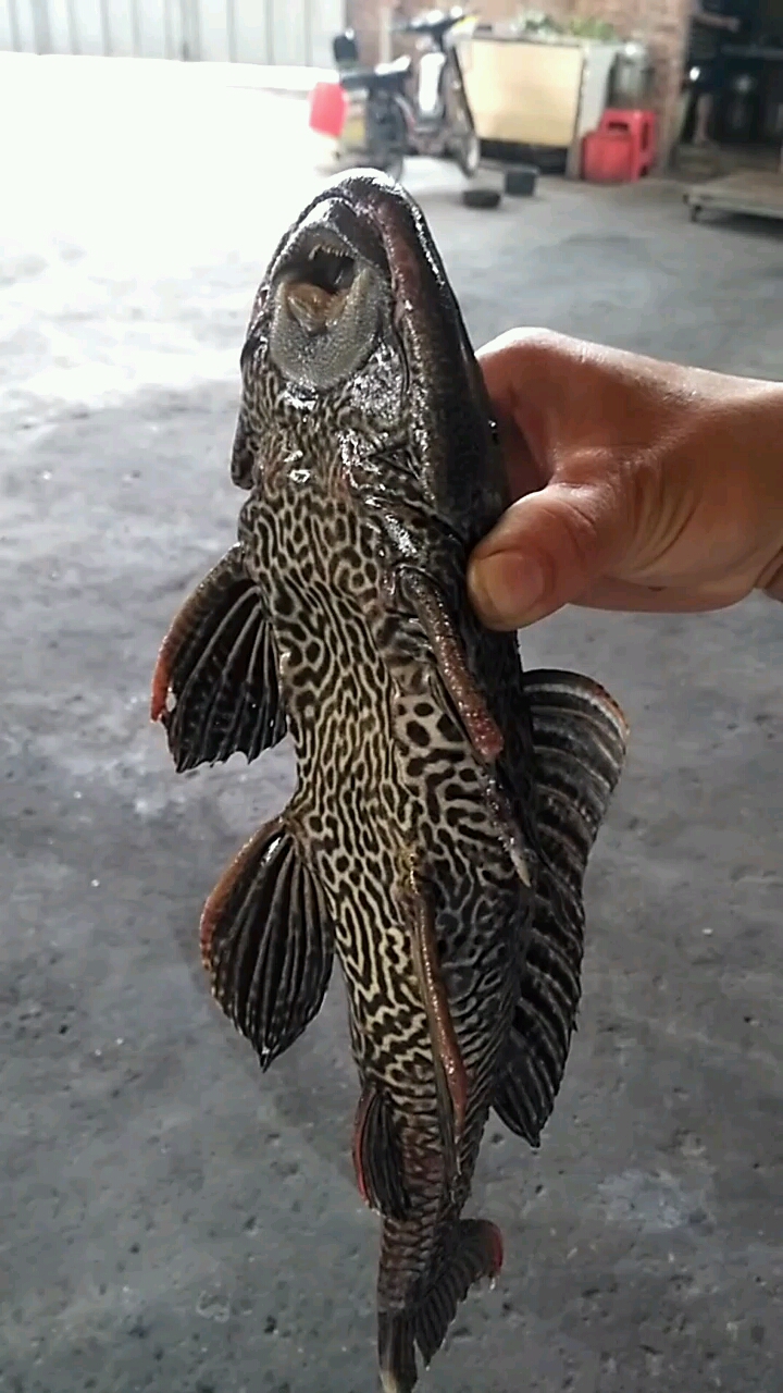 宠物鱼