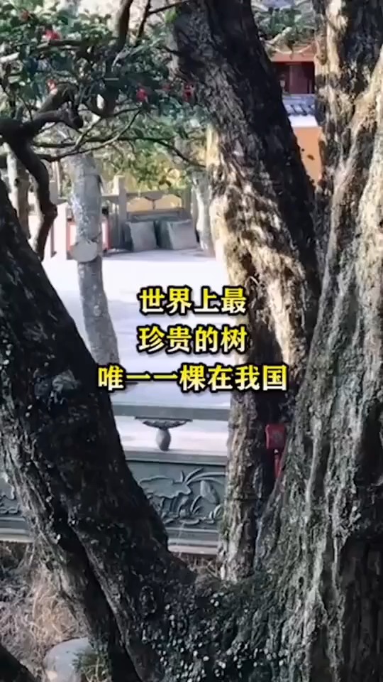 世界上最珍贵的树,唯一一棵在我国