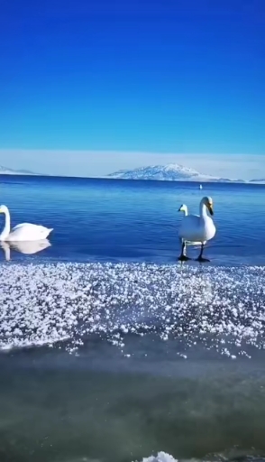 真实的天鹅愿景。太漂亮了。