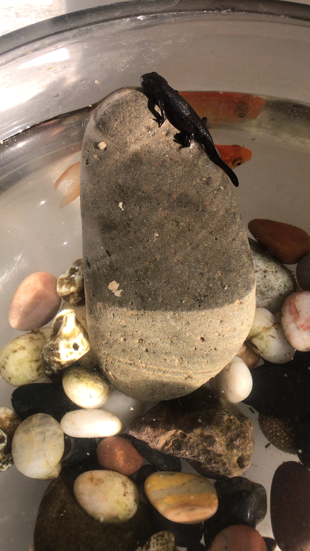 娃娃鱼不吃鱼食怎么办?喂啥?