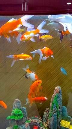 老人说,鱼是财神,见鱼发大财。祝所有人都发大财