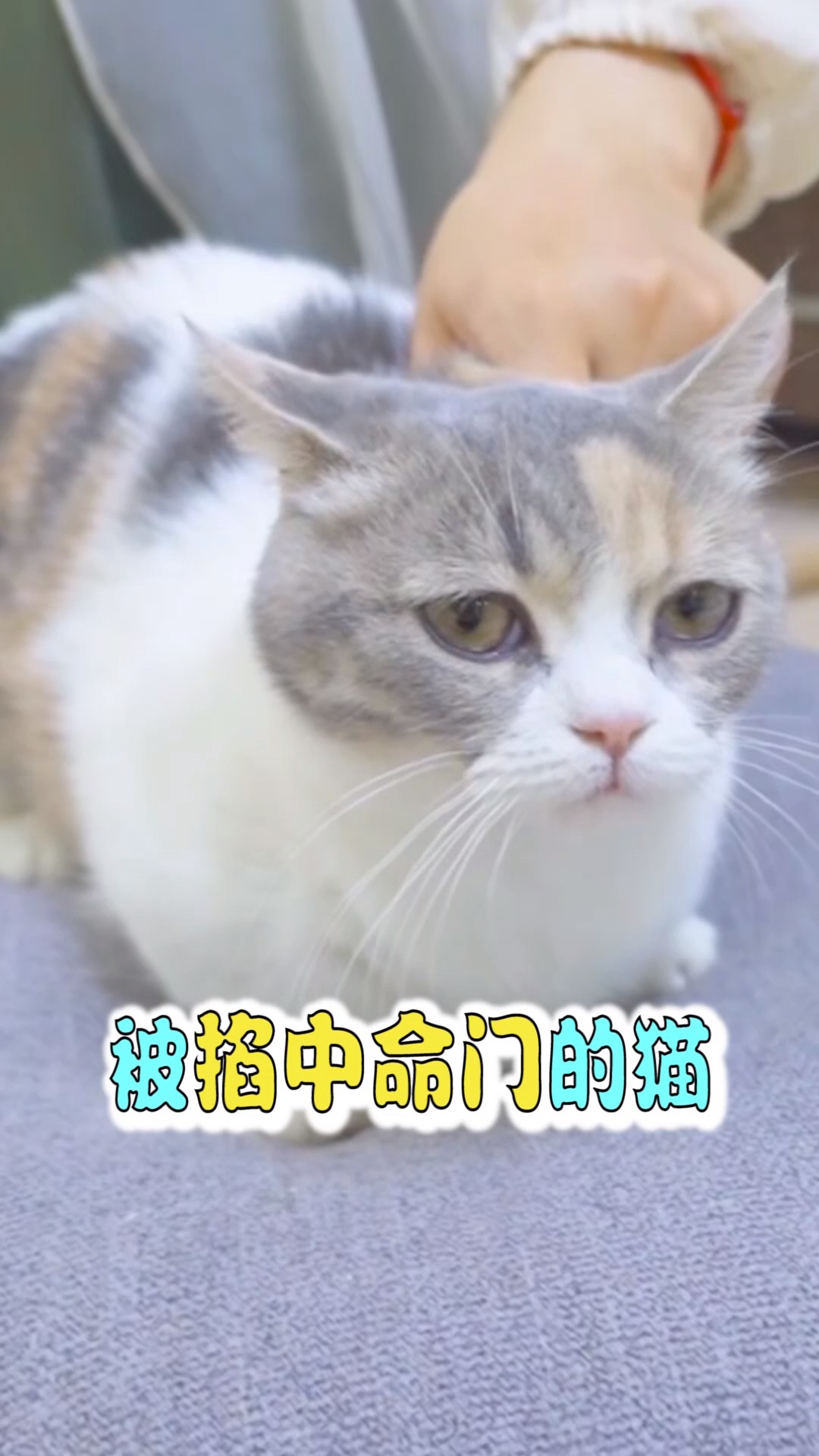 #猫咪日记#为什么一掐起猫脖子后面的肉,猫就立马安静下来?
