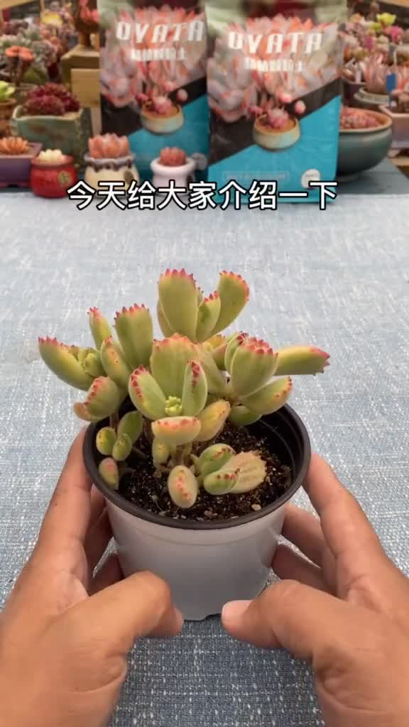 多肉,多肉植物,多肉养护,熊童子如何砍头繁殖