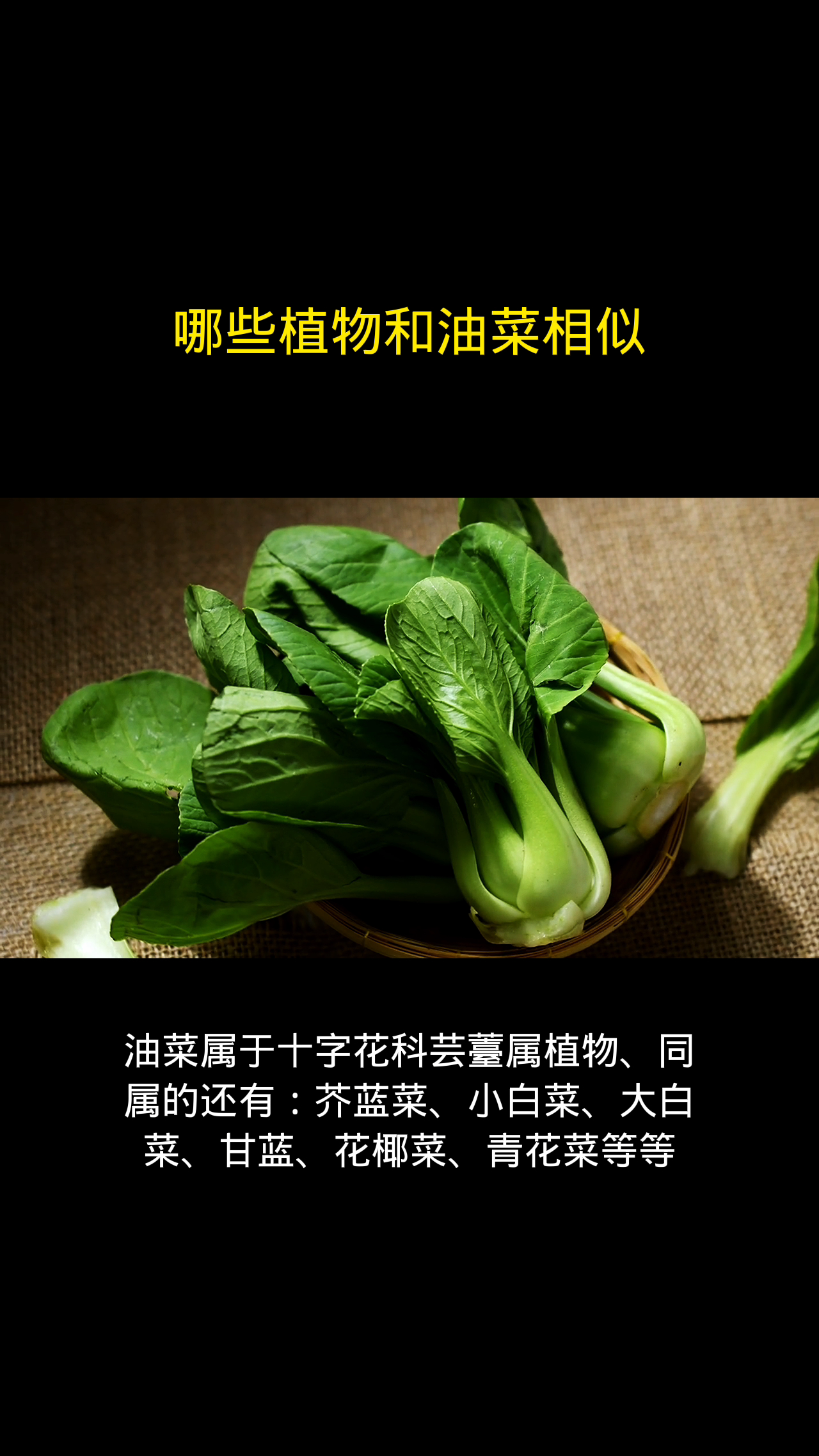 哪些植物和油菜相似