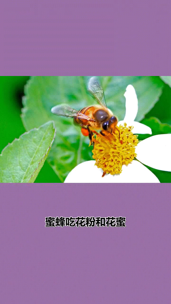 蜜蜂吃什么食物?