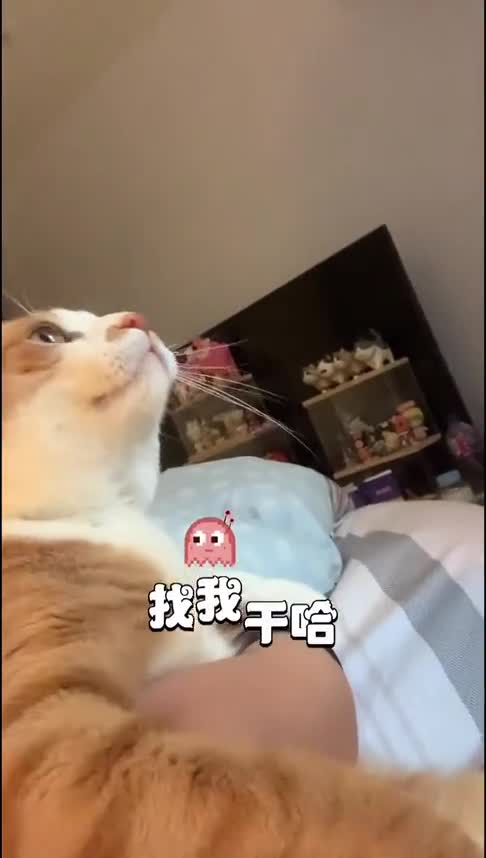 假如小猫咪会说话肯定天天偷喝奶茶才会这样胖的