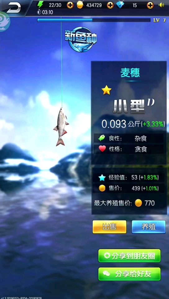 麦穗鱼