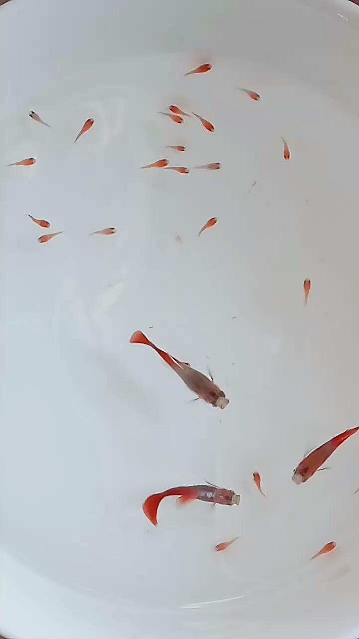 彩虹妹妹