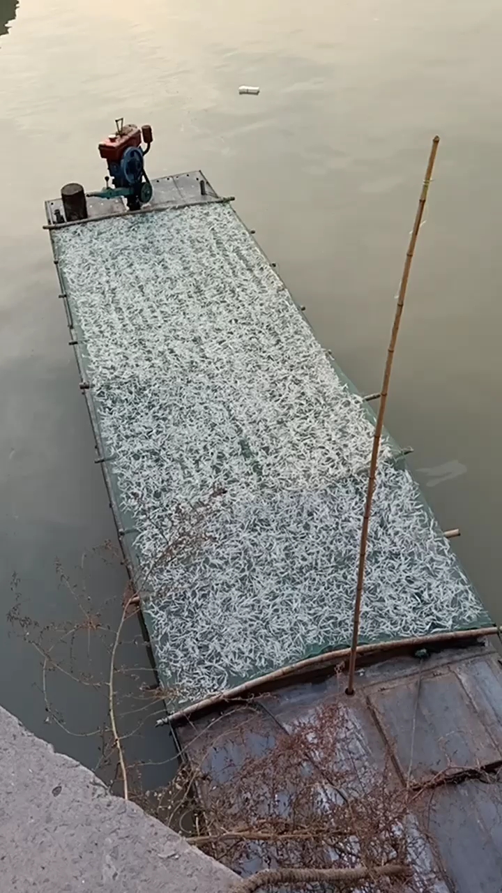 瓦埠湖银鱼纯野生的