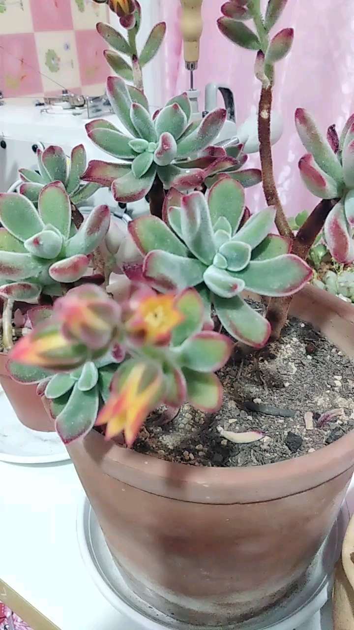 锦晃星开花了 