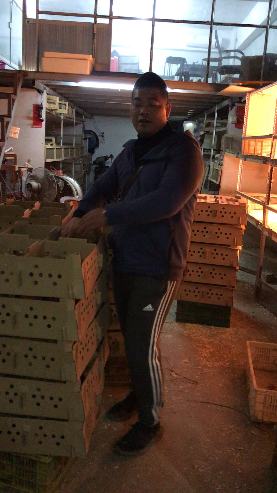 #晒年货#麻黄k9肉鸡苗  安排 贵州 贵阳 罗甸养户。