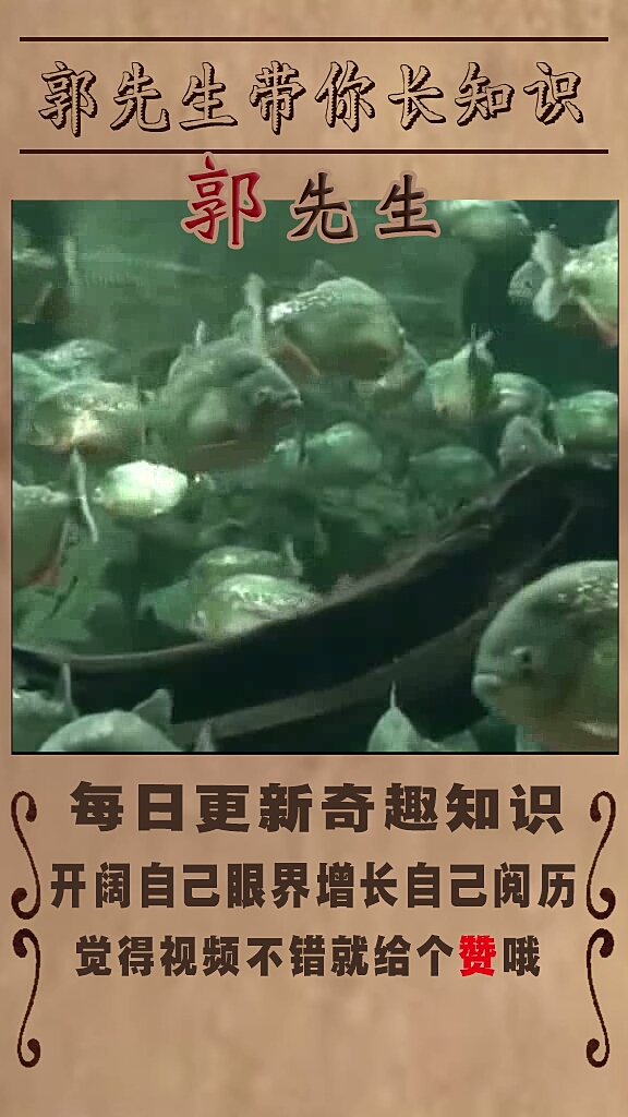 最匪夷所思的动物之红腹水虎鱼