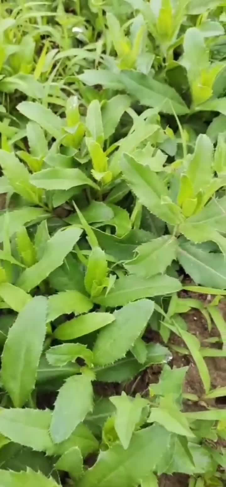 野生刺菜,被它刮到过吗