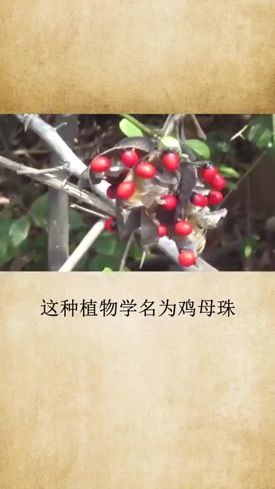 世界之最你知道相思是最孤独的,那你知道相思豆吗