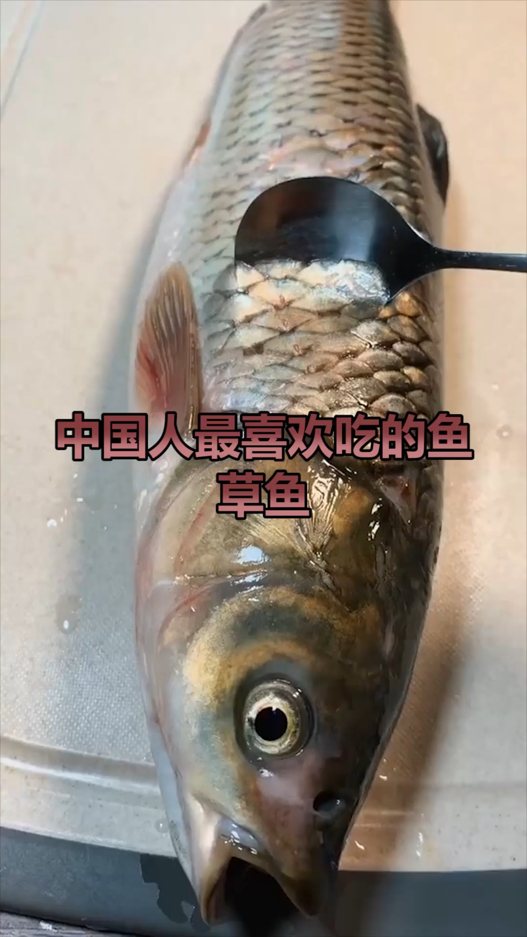 中国人最喜欢吃的鱼,草鱼,你吃过吗