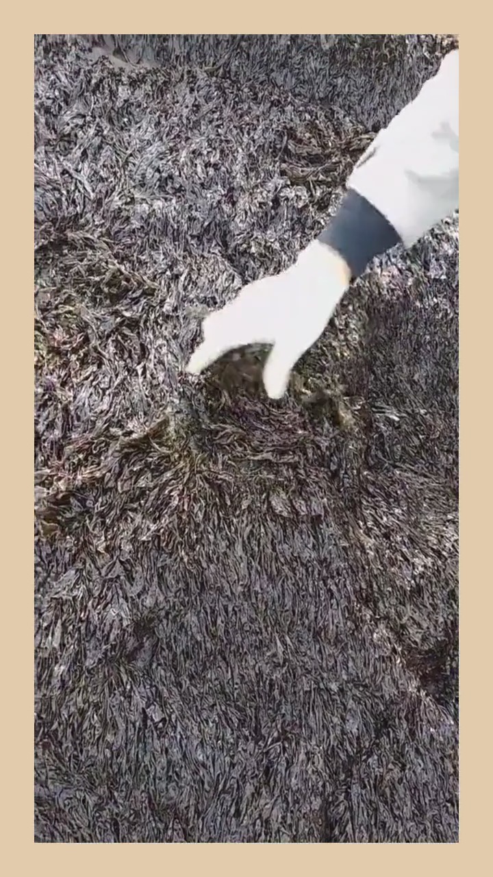 岩石上的紫菜,欢迎大家来摘,免费的!