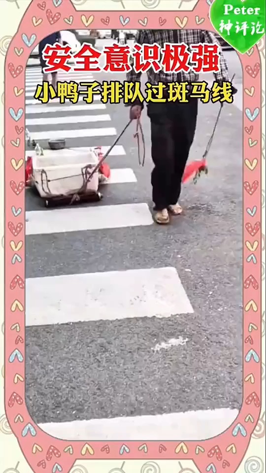 #搞笑视频#小鸭子排队过斑马线
