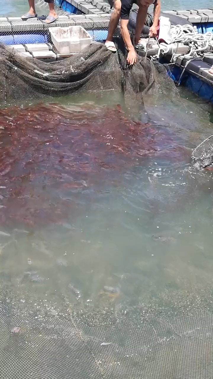 小渔教你小管鱿的正宗做法,脆嫩爽口,回味无穷,做法超简单一学就会,海鲜