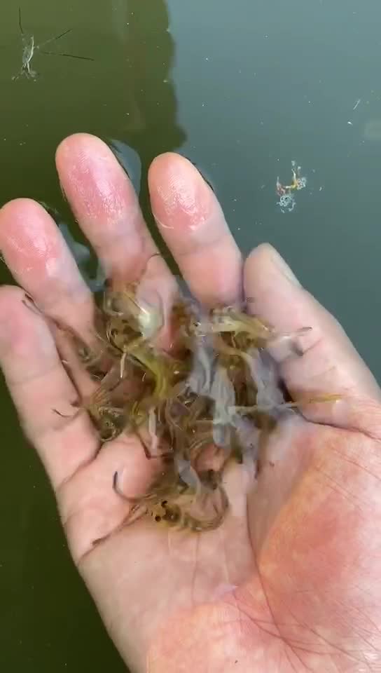 200万条一斤400-2000条左右的抗病毒黄骨鱼苗正在起苗装车发湖南娄底黄辣丁昂刺鱼苗汪